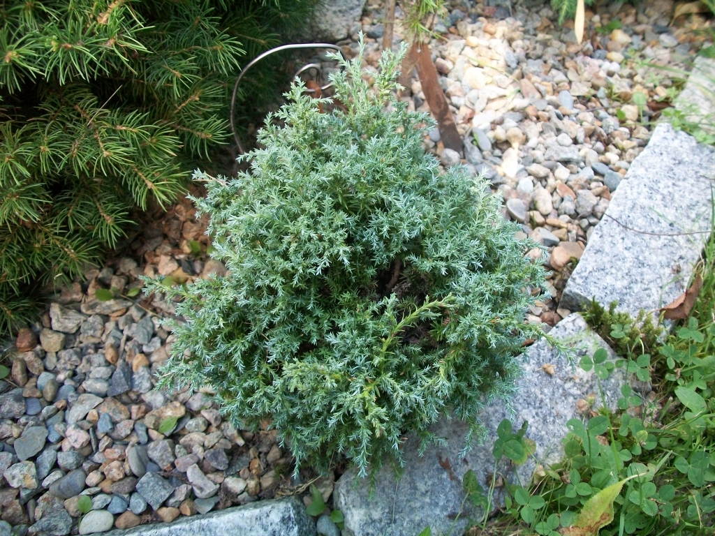 Chamaecyparis pisifera 