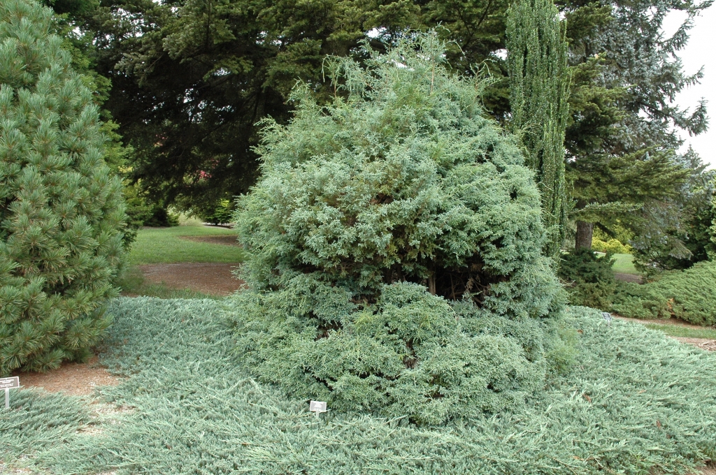 Chamaecyparis pisifera 