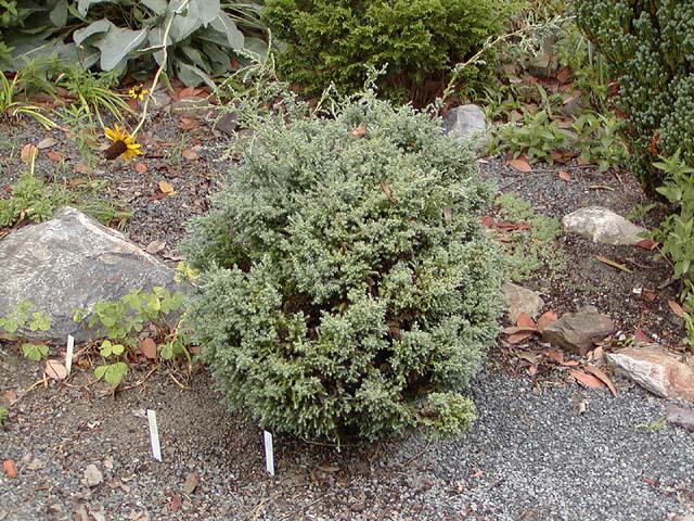 Chamaecyparis pisifera 
