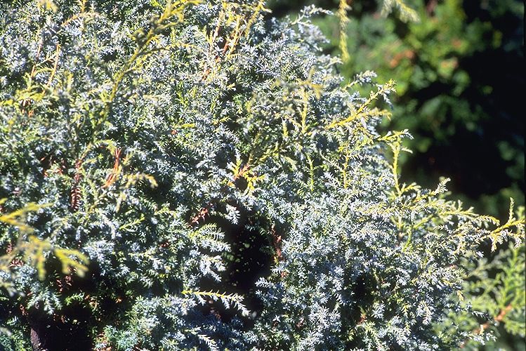 Chamaecyparis pisifera 