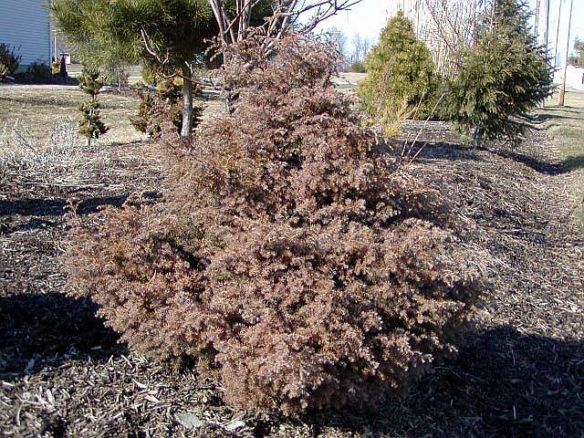 Chamaecyparis pisifera 