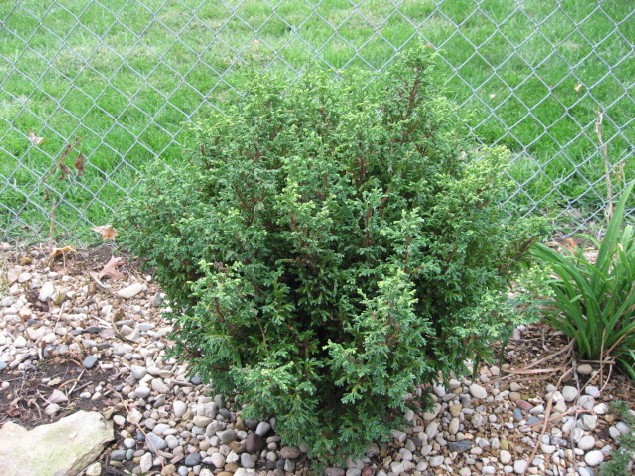 Chamaecyparis pisifera 
