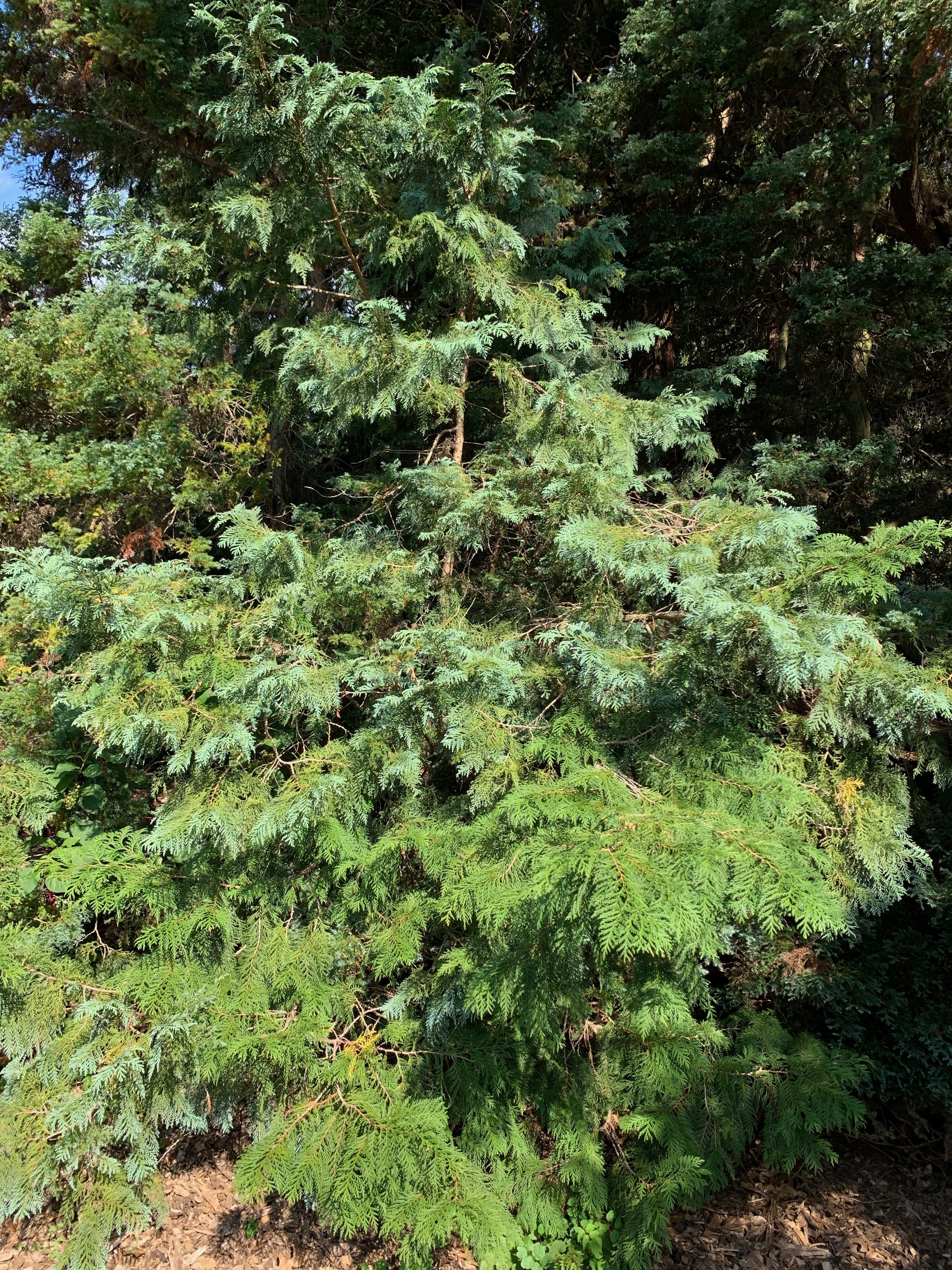 Chamaecyparis pisifera 