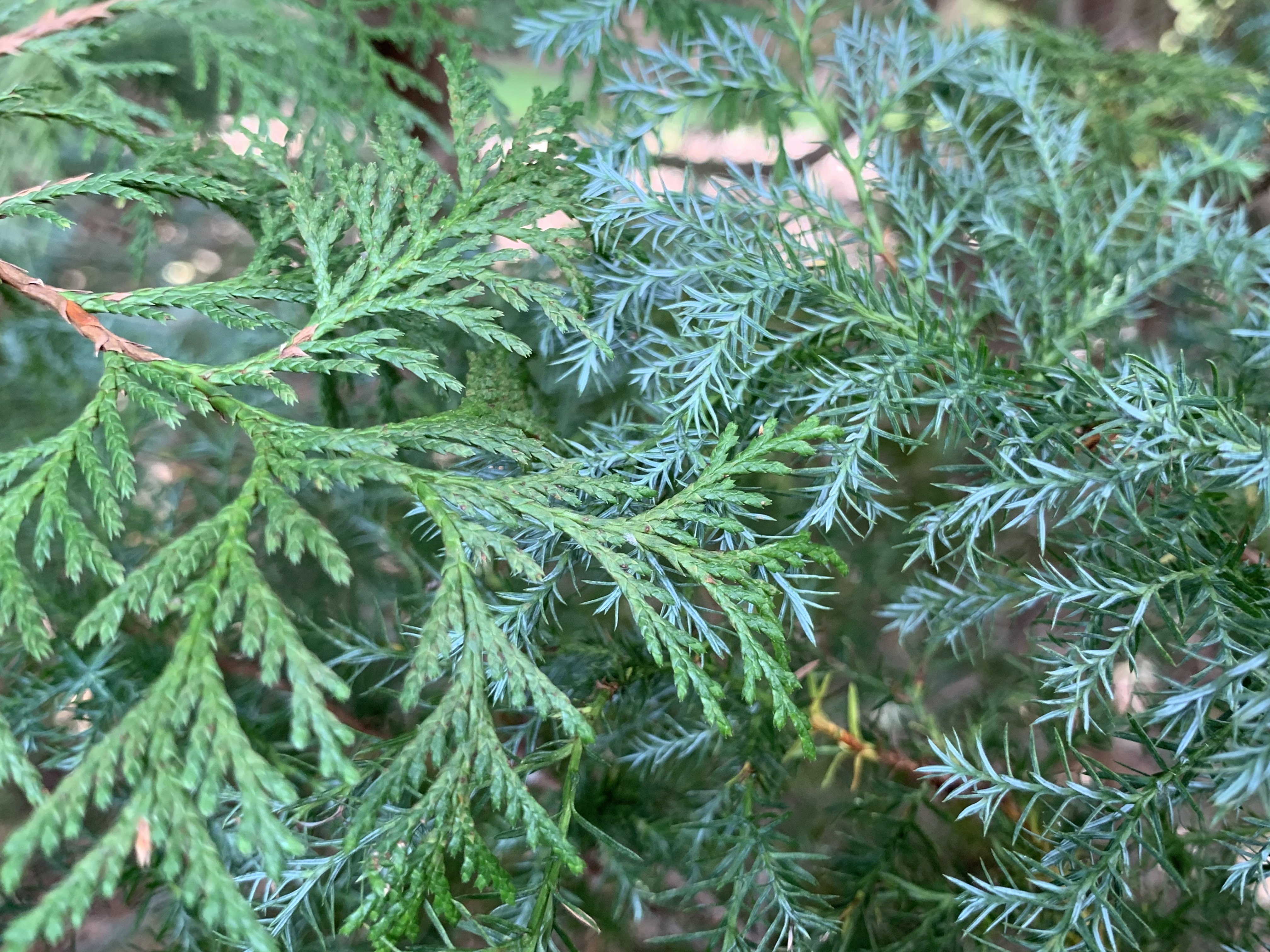 Chamaecyparis pisifera 