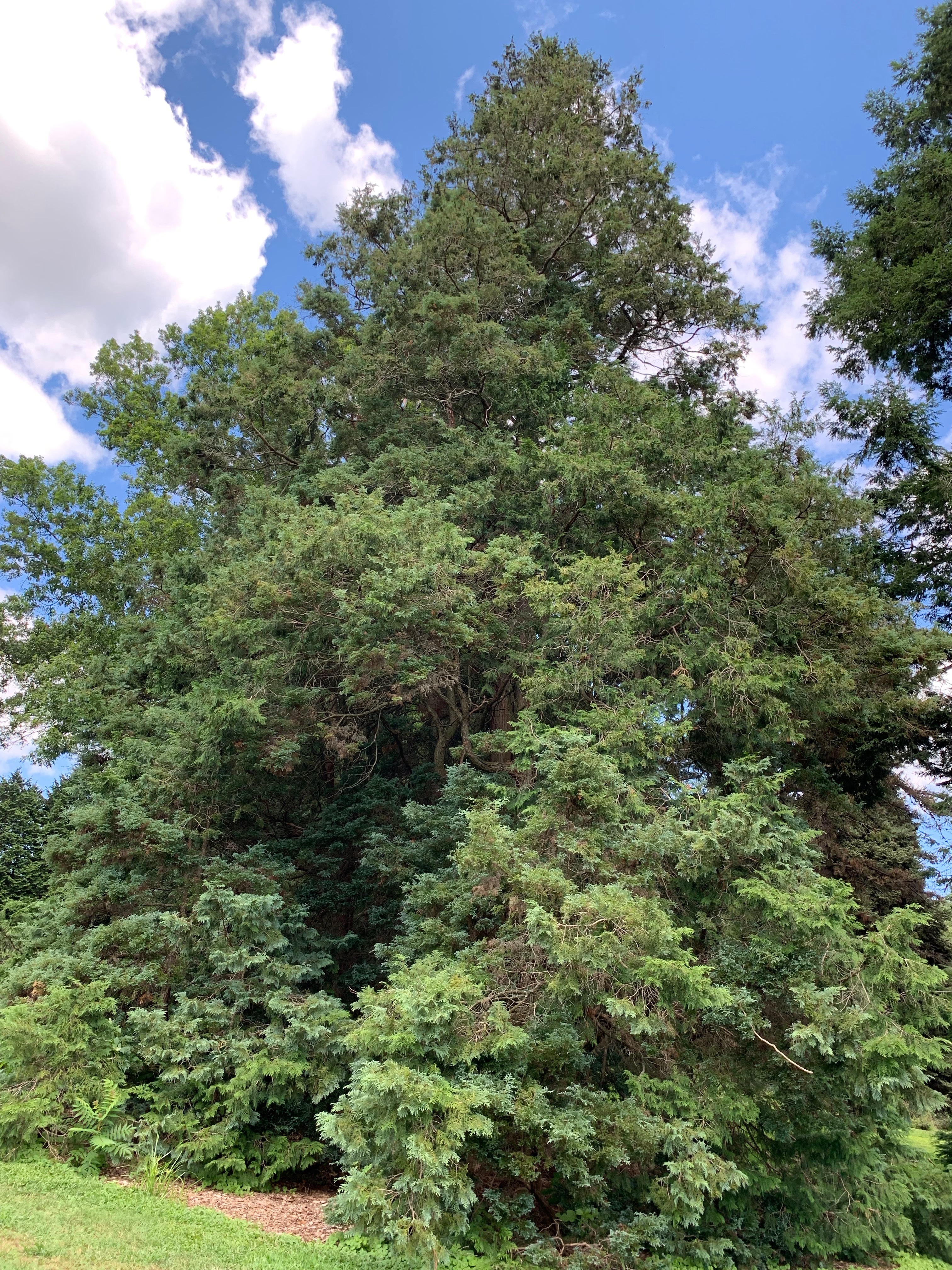 Chamaecyparis pisifera 