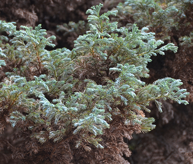 Chamaecyparis pisifera 
