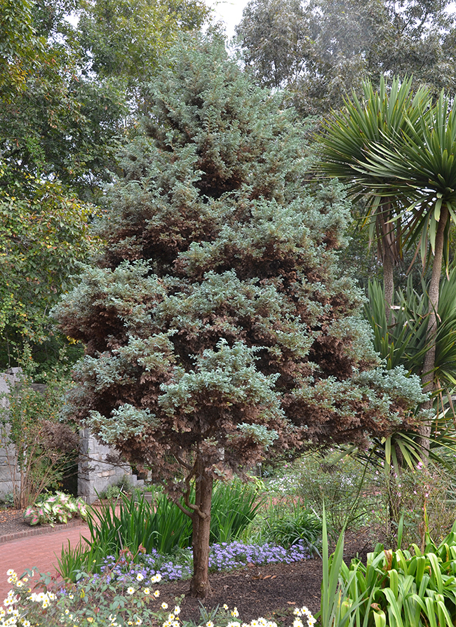 Chamaecyparis pisifera 