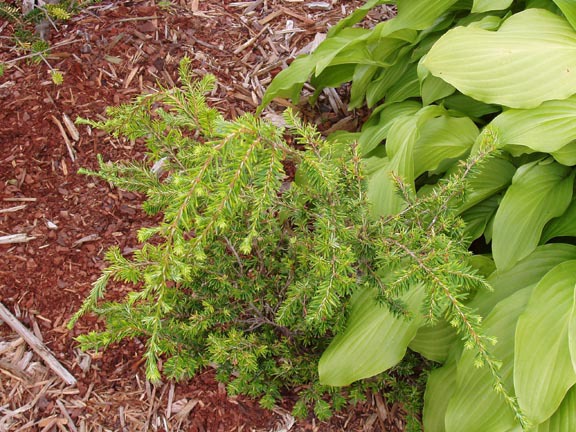 Tsuga canadensis 