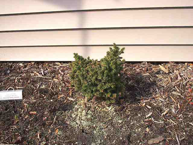 Picea orientalis 