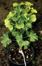 Ginkgo biloba 