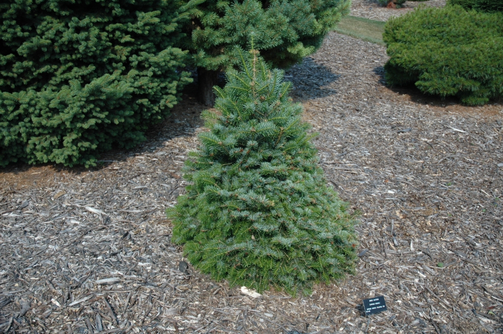 Abies cilicica 