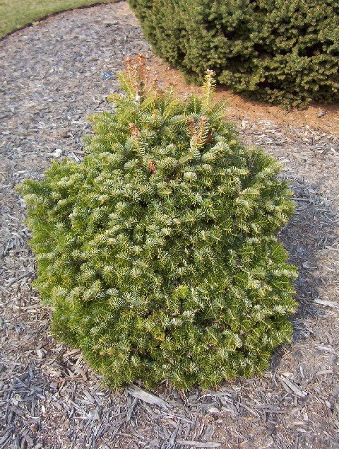 Abies cilicica 
