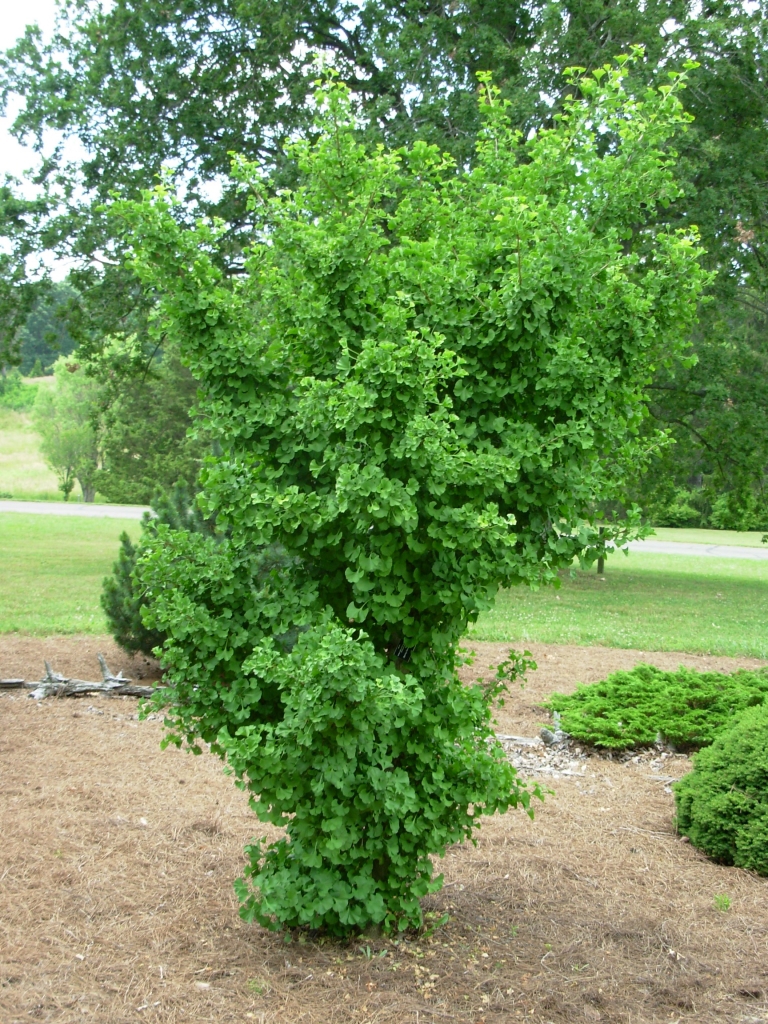 Ginkgo biloba 