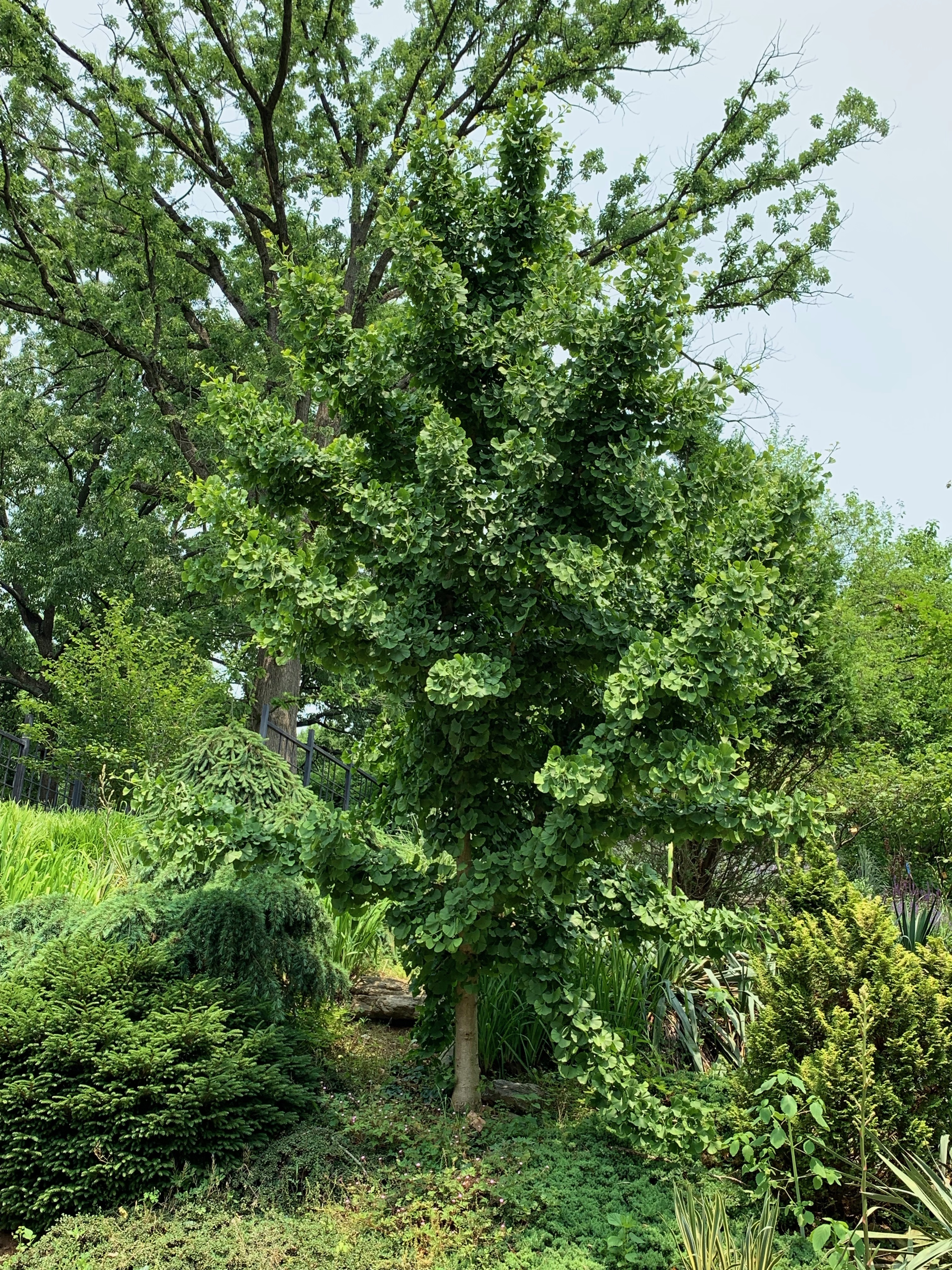 Ginkgo biloba 