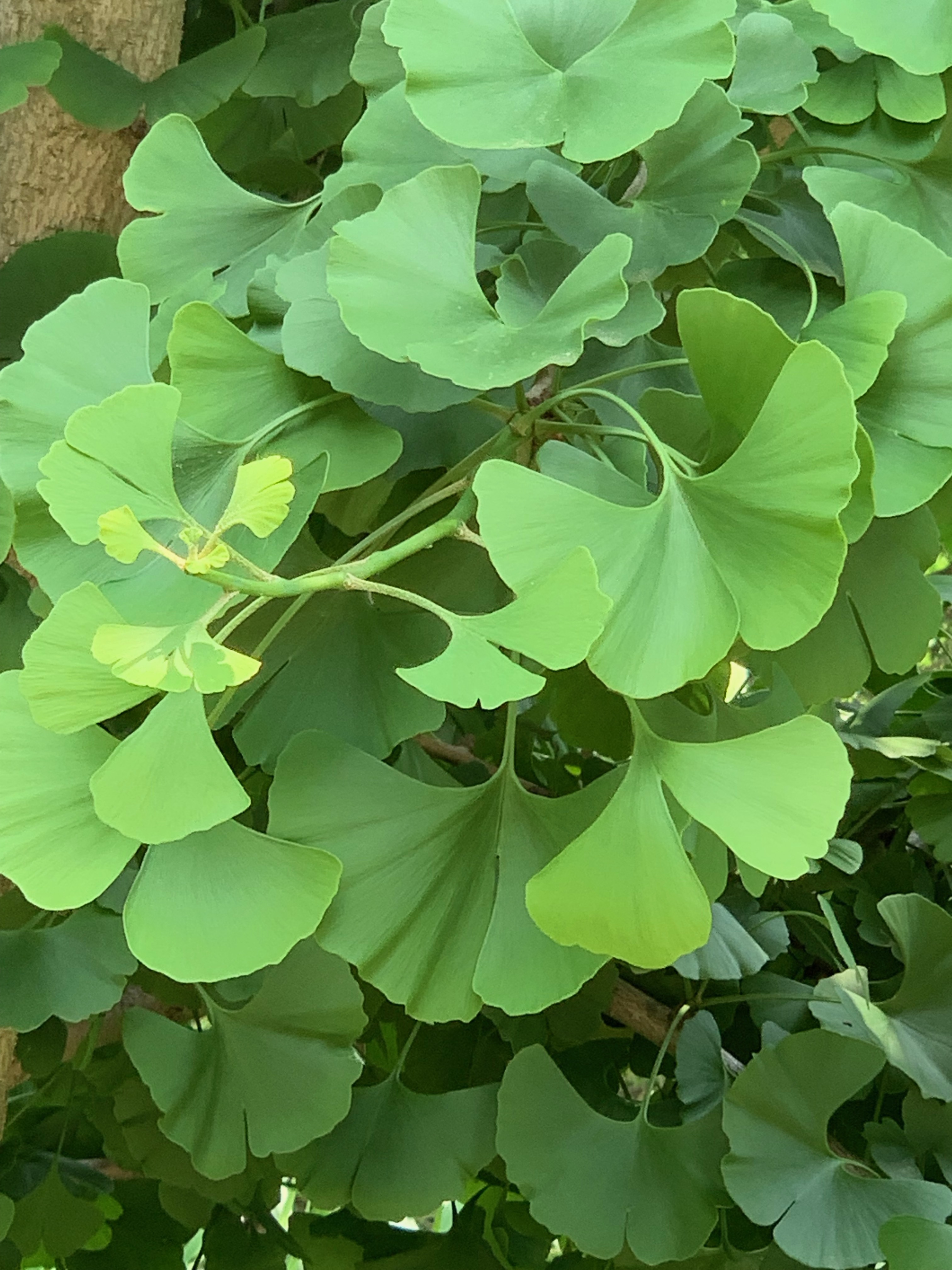 Ginkgo biloba 
