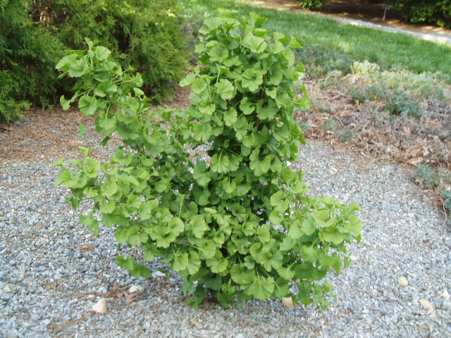 Ginkgo biloba 