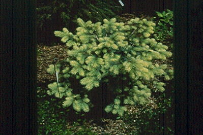 Picea pungens 