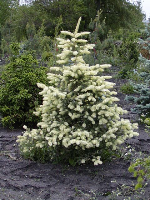 Picea pungens 