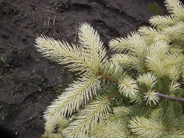 Picea pungens 