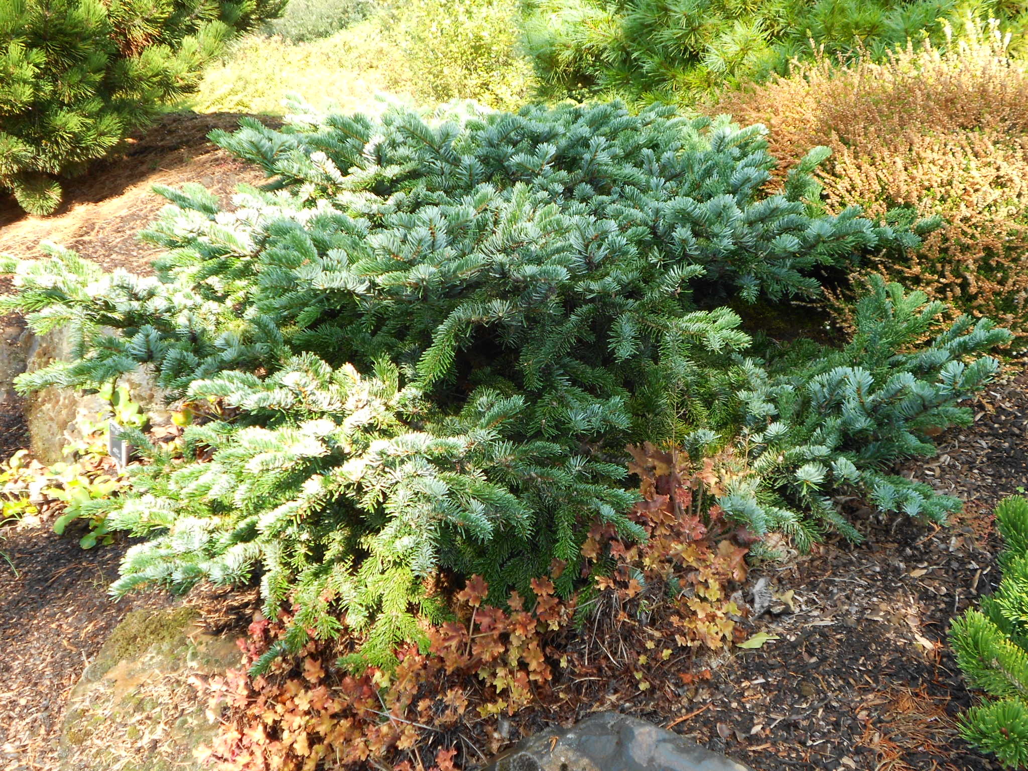 Abies amabilis 