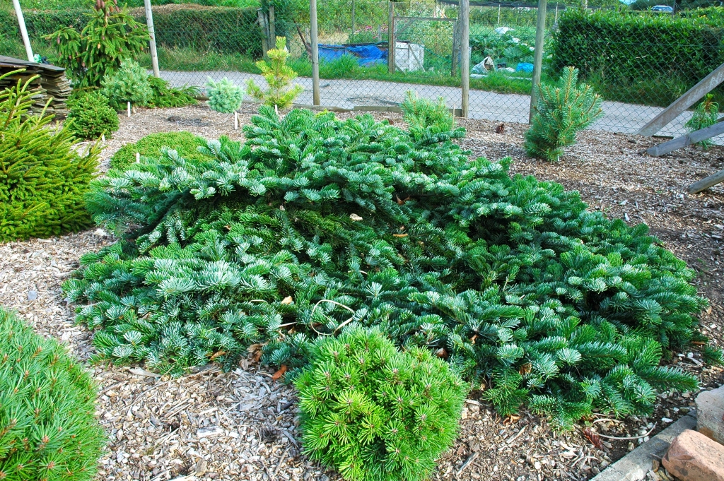 Abies amabilis 