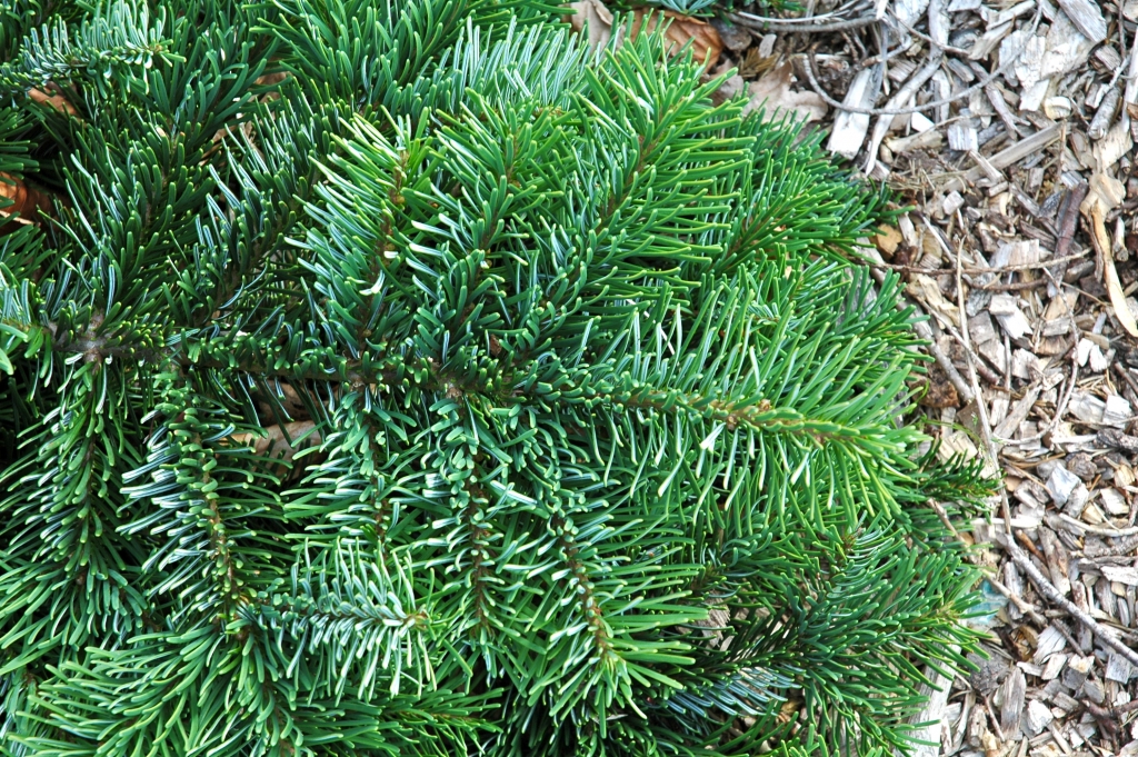 Abies amabilis 