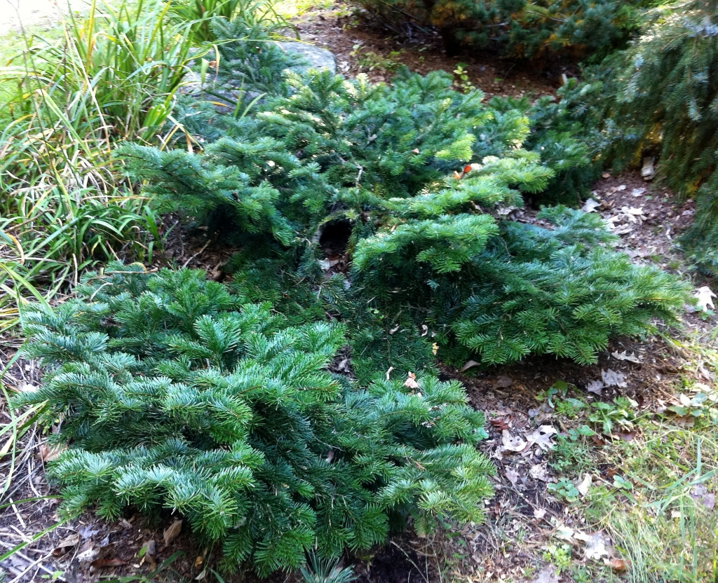 Abies amabilis 