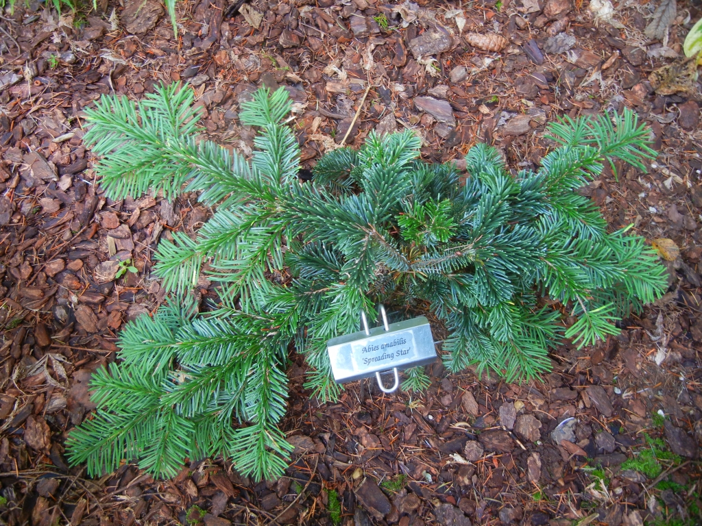 Abies amabilis 