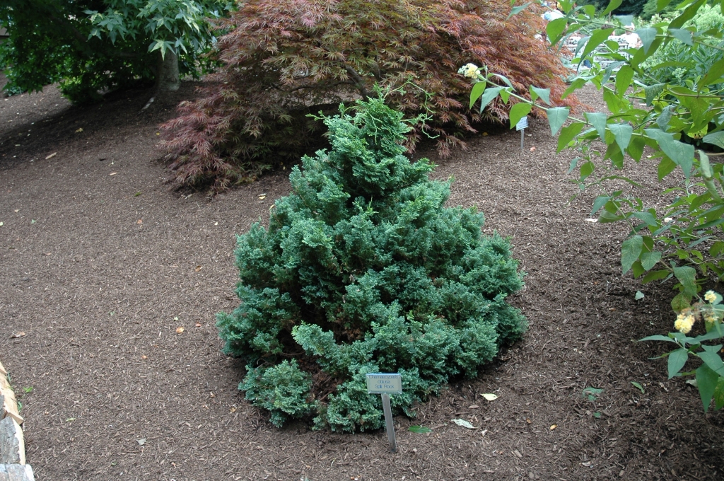 Chamaecyparis obtusa 
