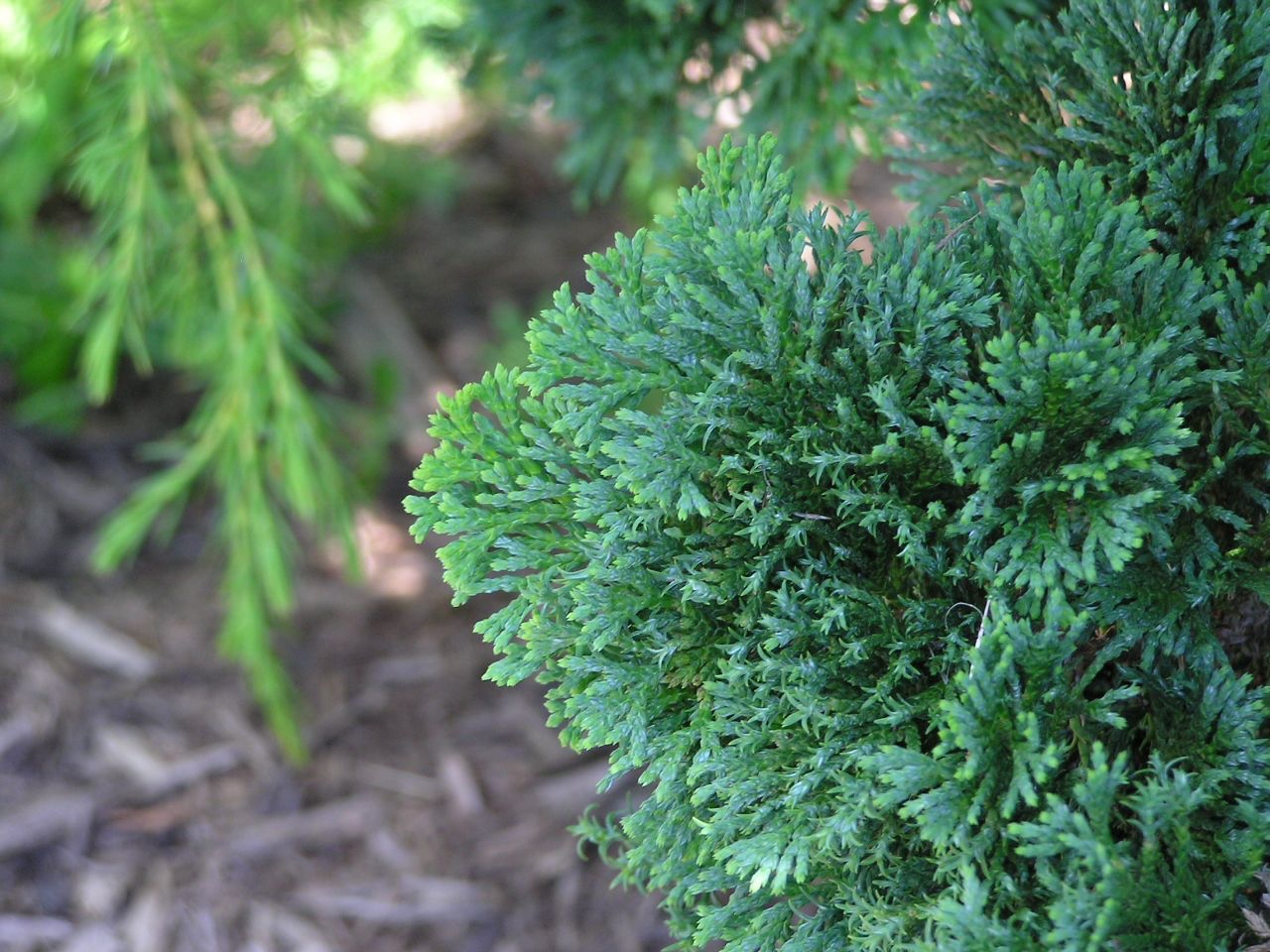 Chamaecyparis obtusa 