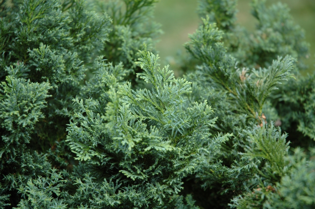 Chamaecyparis obtusa 