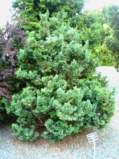 Chamaecyparis obtusa 