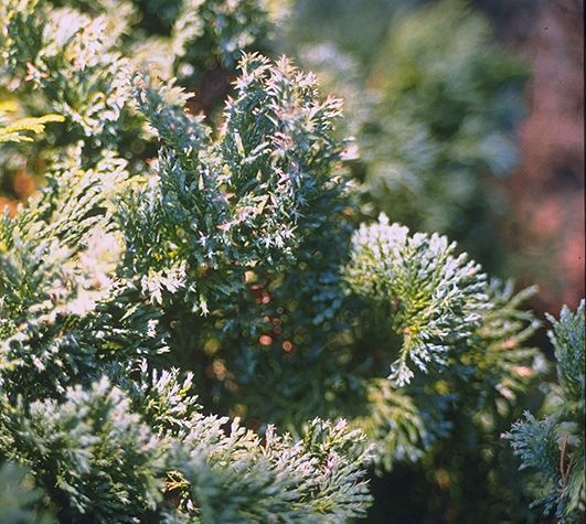 Chamaecyparis obtusa 