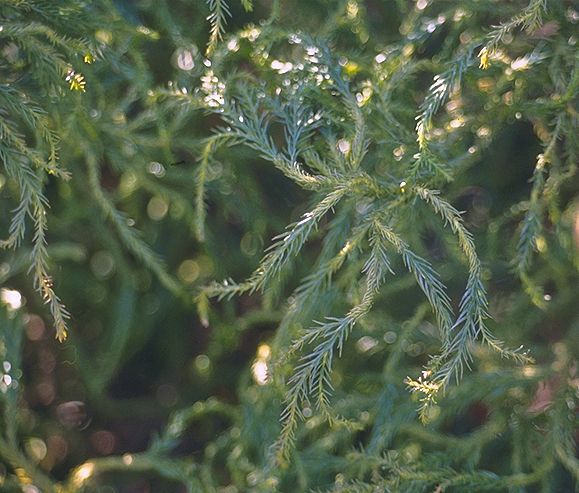 Cryptomeria japonica 