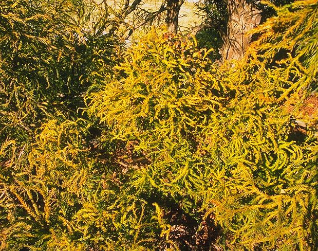 Cryptomeria japonica 