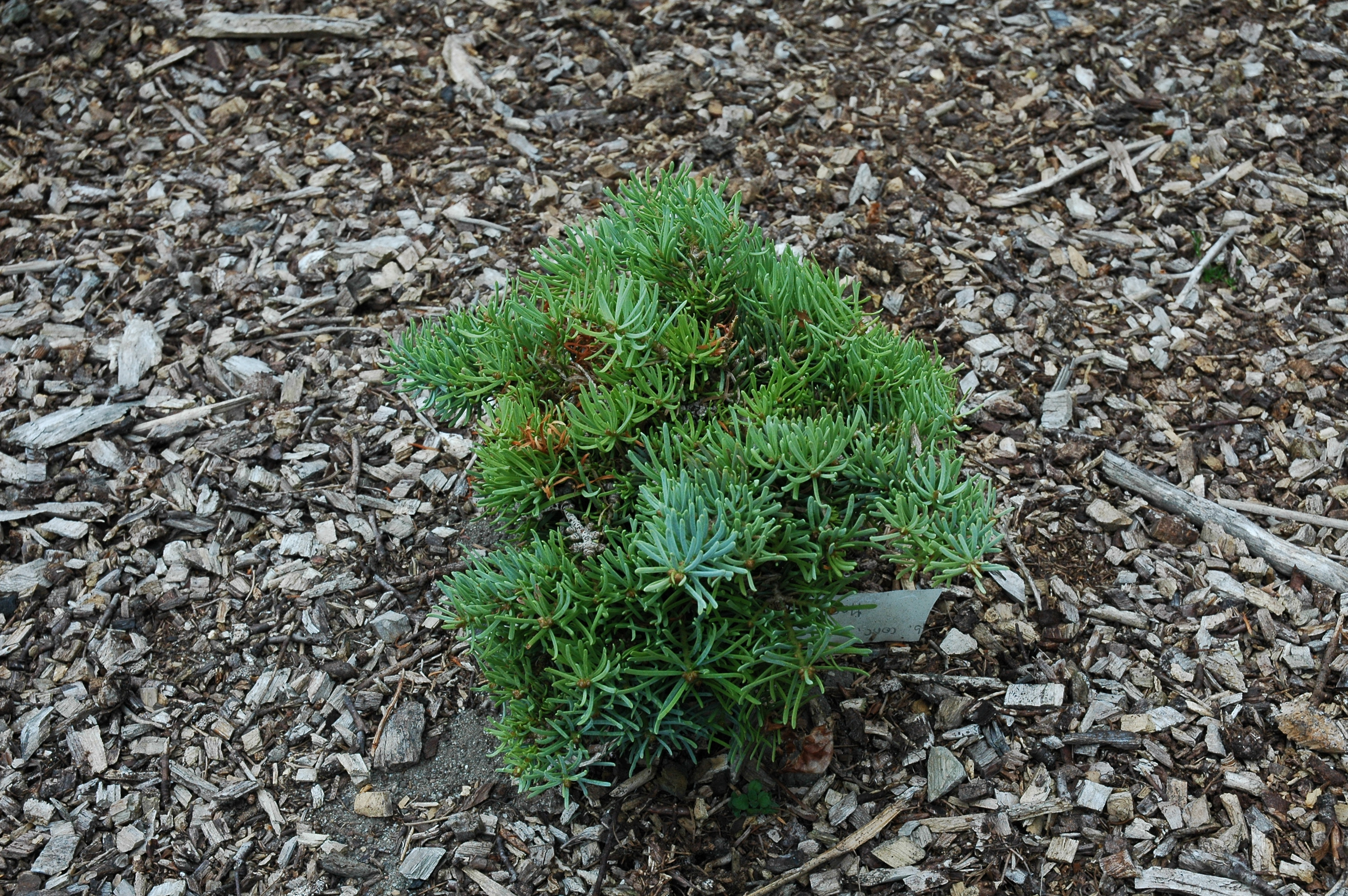 Abies concolor 