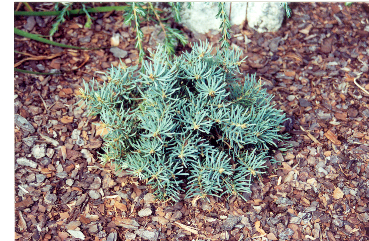 Abies concolor 