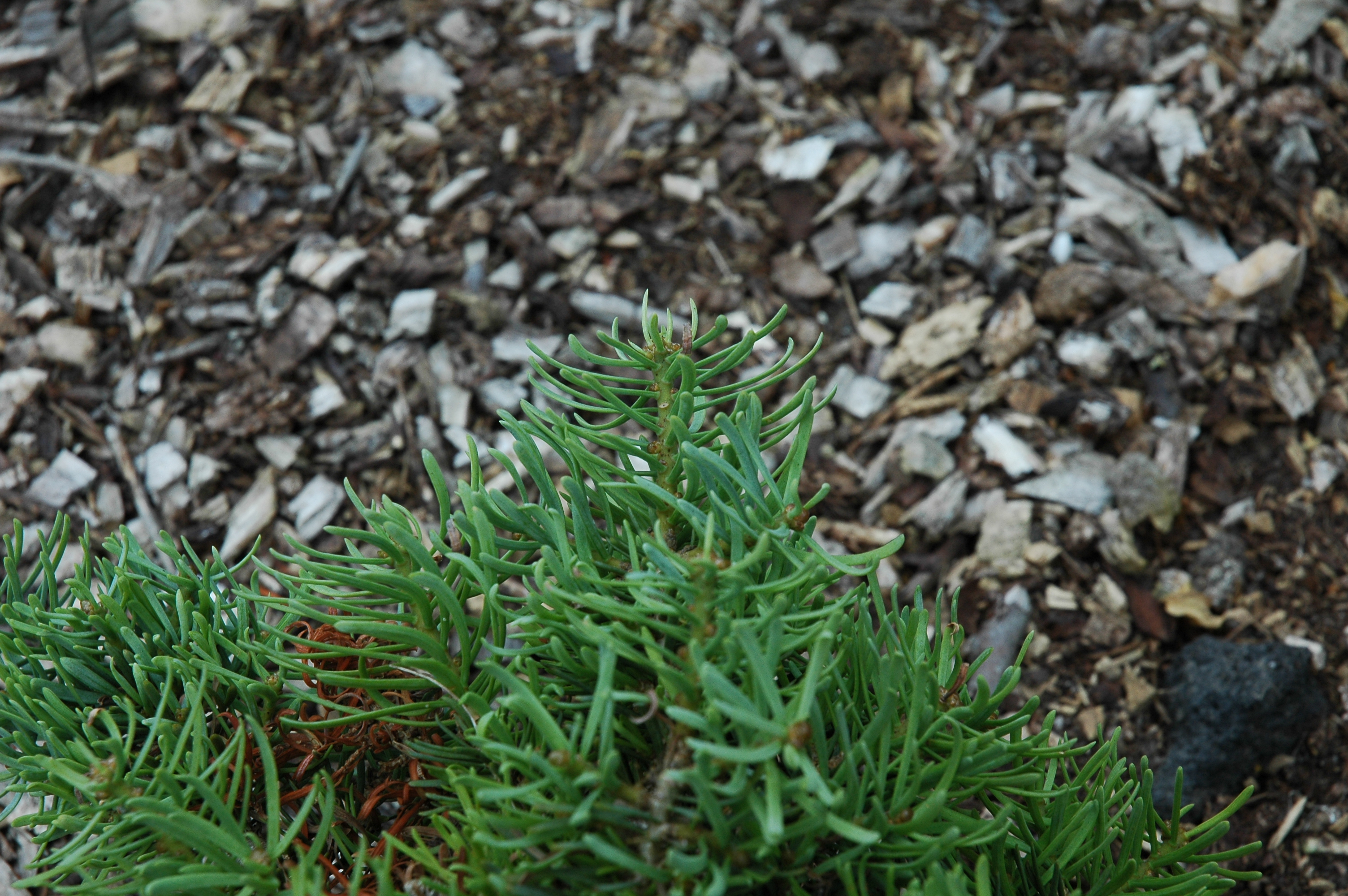 Abies concolor 