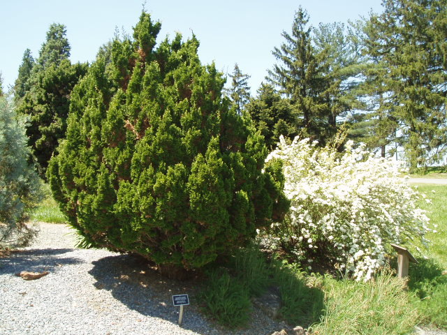Chamaecyparis obtusa 