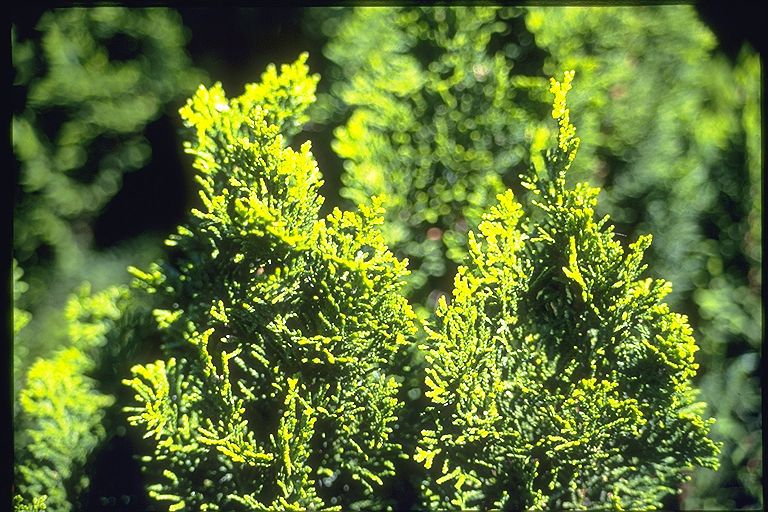 Chamaecyparis obtusa 