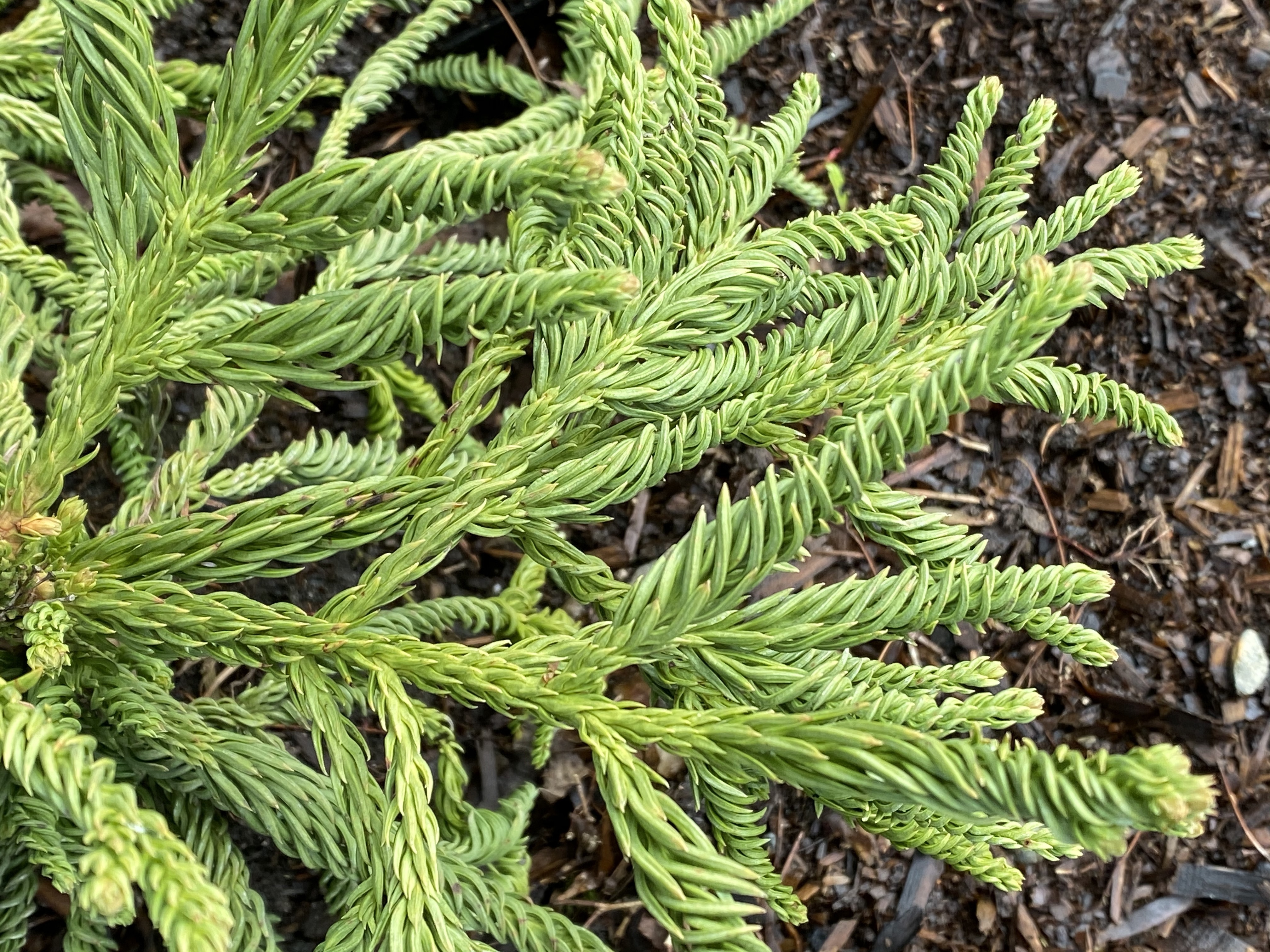 Cryptomeria japonica 