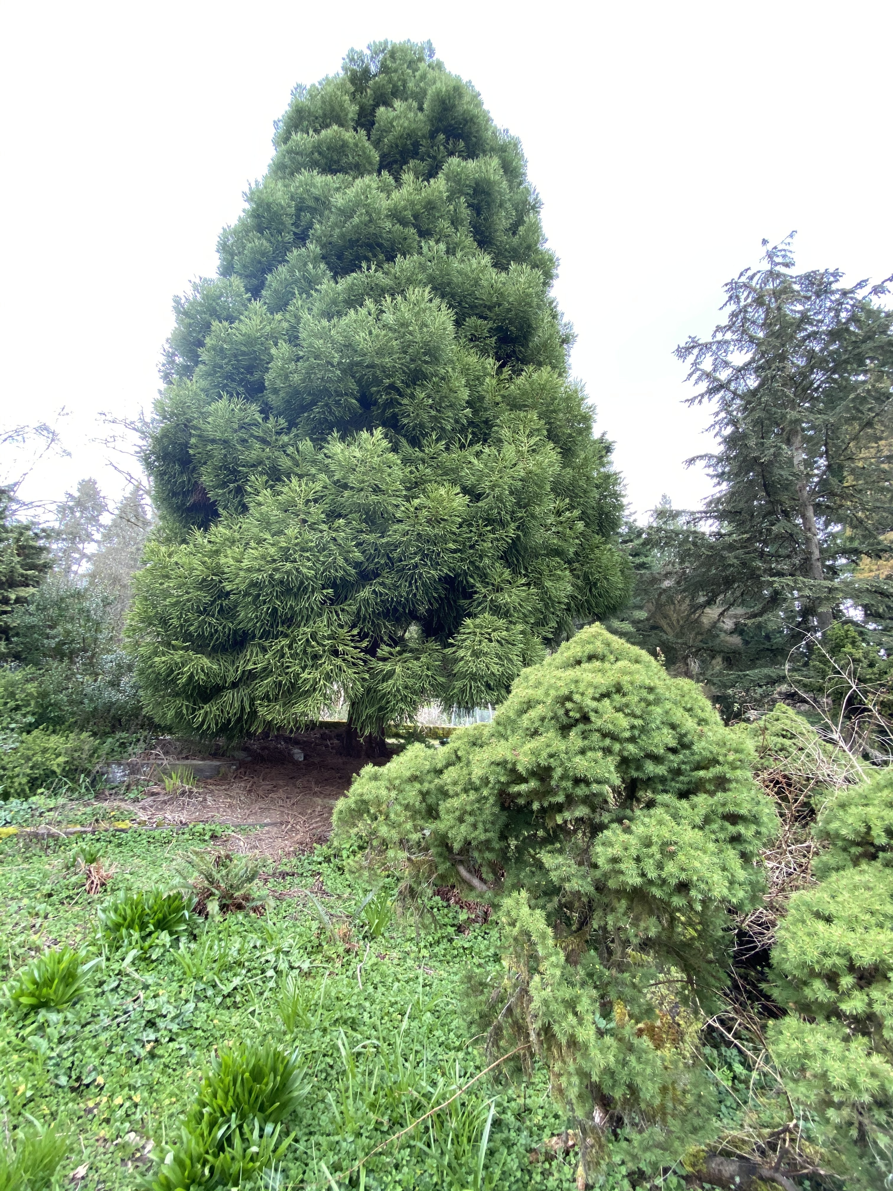 Cryptomeria japonica 