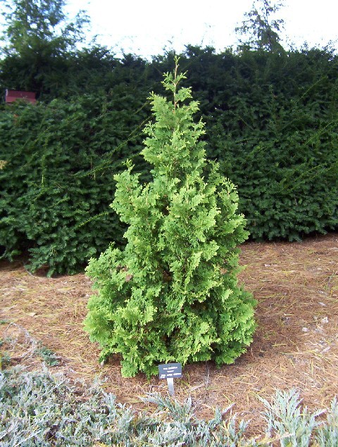 Thuja occidentalis 