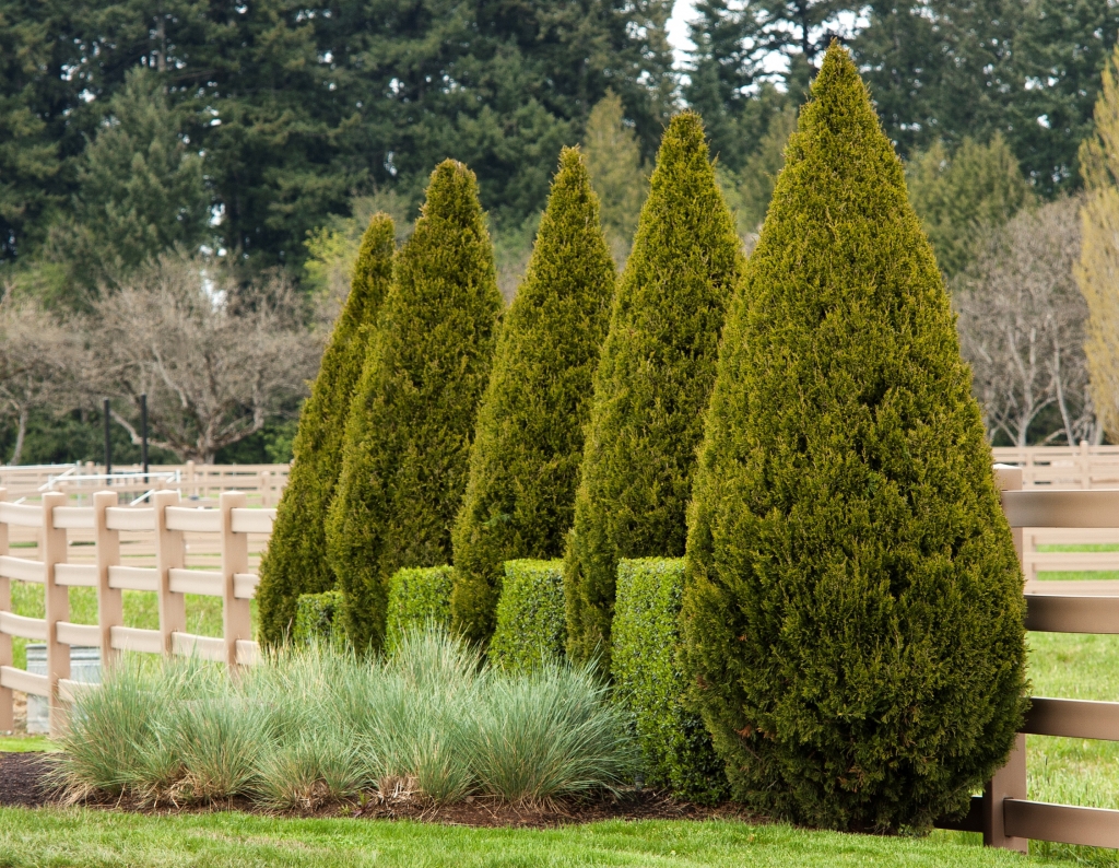 Juniperus chinensis 