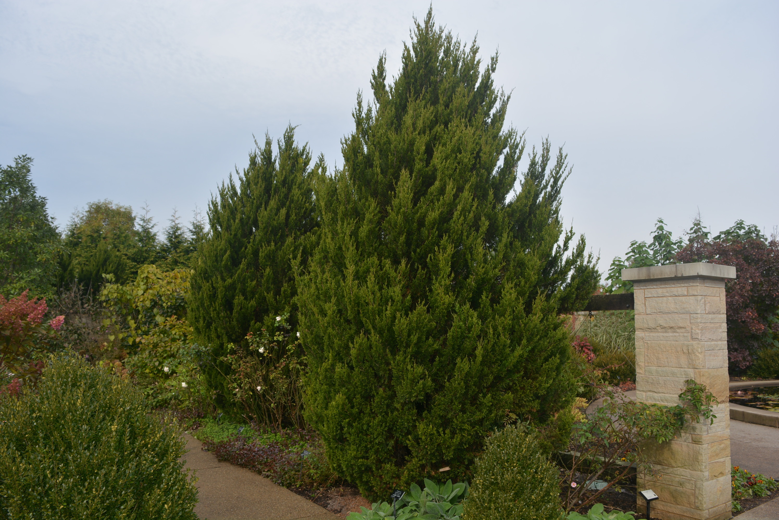 Juniperus chinensis 