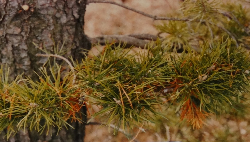 Pinus banksiana 