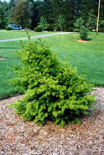 Pinus banksiana 
