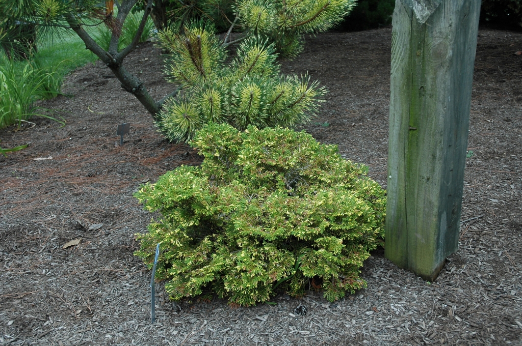 Chamaecyparis obtusa 