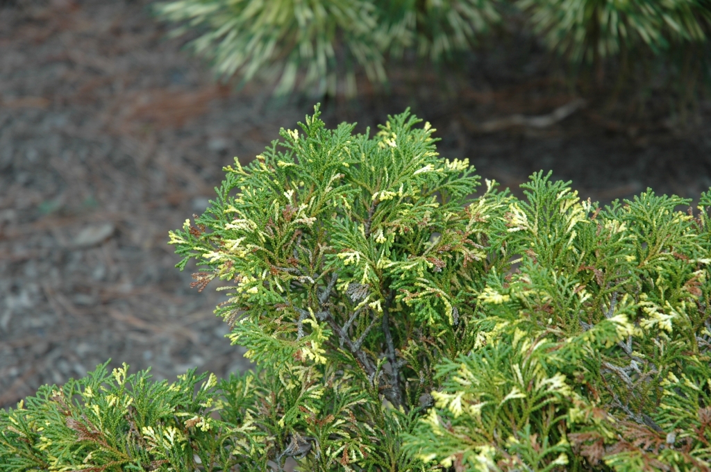 Chamaecyparis obtusa 