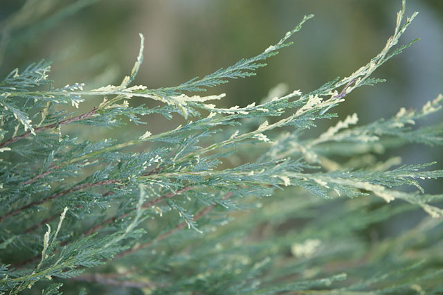 Juniperus virginiana 